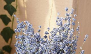 薰衣草之都 薰衣草之都