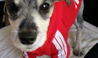 雪纳瑞造型 雪纳瑞造型